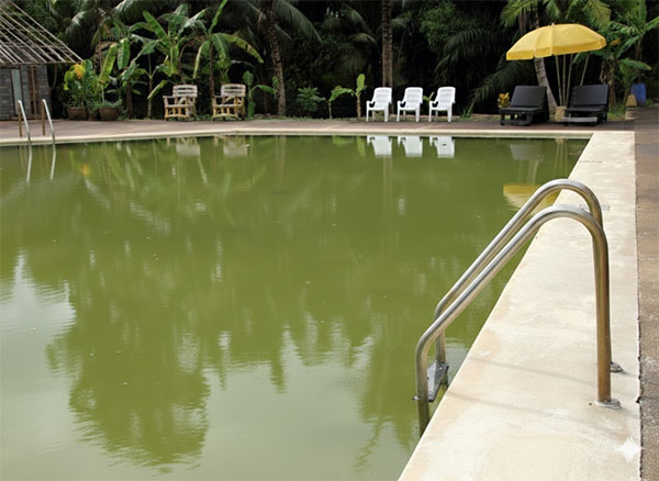 Green pool cleanup service Phoenix AZ